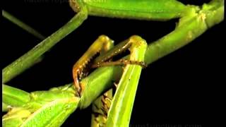 Mantis mating and canibalism 246 [upl. by Genisia814]