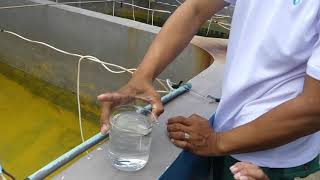 FISHERIES OF BOHOL MilkfishBangus Fry Reared in Concrete Tanks in BFAR 7 Hatchery Pangangan Is [upl. by Eiramik]