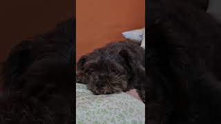 SHIHPOO TEDDY BEAR LOOK dog doglover dogs [upl. by Laney102]