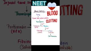 BLOOD CLOTTING  FACTOR  MECHANISM bloodclotting shorts neet [upl. by Atilol]