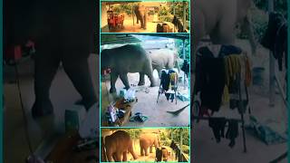 Cctv  Elephants Note My Home  CCtv Took This  Home town  Scary 😲 shorts youtubeshorts [upl. by Georgi]