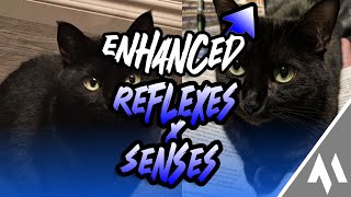 ᴇɴʜᴀɴᴄᴇᴅ ꜱᴇʀɪᴇꜱ ‣ Enhanced Reflexes amp Heightened Senses 🐈 Subliminal 𝐜𝐚𝐥𝐦 𝐯𝐞𝐫𝐬 [upl. by Ociredef973]