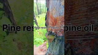 How To Extract Pine ResinOil चीड़ का तेल कैसे निकालते हैंnature ytshorts youtubeshorts vlog [upl. by Ahsieker]