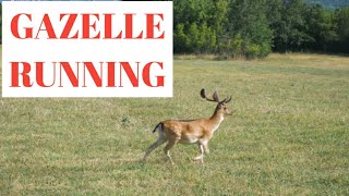 Gazelle running [upl. by Bernardo]