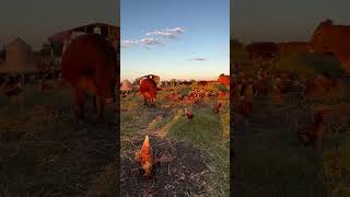 Golden Hour at Shirttail Creek Farm [upl. by Saref530]