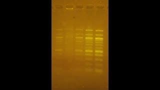 DIY Transilluminator for DNA gels [upl. by Nowahs735]