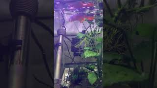 Red gularis killifish [upl. by Acirema]