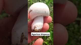 Agaricus bisporus shorts [upl. by Keon]