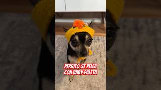 Perrito se pelea con baby paleta 😂 lucarolong [upl. by Haag646]