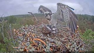 RSPB Loch Garten Live osprey nest cam  2022430 [upl. by Ennovahc571]