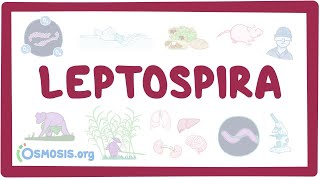 Leptospira  an Osmosis Preview [upl. by Eleon]