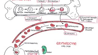 Haematology  Red Blood Cell Life Cycle [upl. by Ahsinroc]