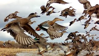 5000 GREEN WING TEAL MALLARDS FLOODED CORN FIELD WIGEON TEAL AEROBATIC MASTERS PUT ON A SHOW [upl. by Aryaz]