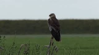 Wespendief bruine kiekendief buizerd onderscheiden buzzard honey buzzard Vogelen met Limosa 37 [upl. by Meek]