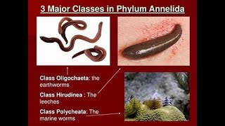 Classification of Phylum annelida [upl. by Lucinda568]