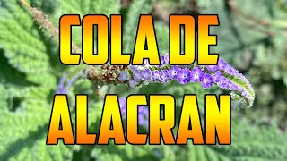 COLA DE ALACRÁN benefits Heliotropium indicum PARA QUE SIRVE plants nature HELIOTROPO CIMARRON [upl. by Emmons616]