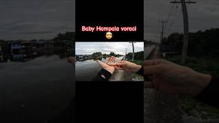 Baby hampalabarb voraci 🤯 fishing shorts pesca pescaesportiva pescaspinning thailand [upl. by Podvin]