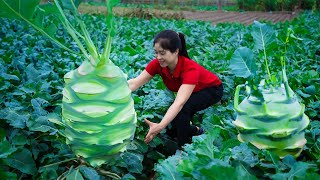 Harvest Kohlrabi amp Goes To Market Sell  Harvesting And Cooking  Lý Song Ca [upl. by Aiki313]