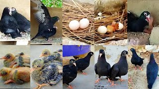 The black pigeons baby growing video 2023 ❤️  pigeon breeding progress day by day 🕊️ [upl. by Elery]