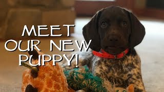 Introduce Your New Puppy To Your House  Upland Bird Dog Training [upl. by Jona]