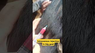 Intravenous injection in goat goatfarming vet animals shorts viralvideo [upl. by Jessamine]