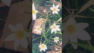 crocus or daffodil flowers maui bhumi heavenisaplaceonearth melanie holy harmonics [upl. by Perice]