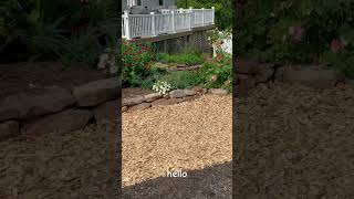 Budget Garden DIY Woodchip Path along the Raised Beds [upl. by Isle]