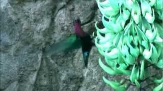 Purplethroated Carib Hummingbird at Papillote [upl. by Eelydnarb459]