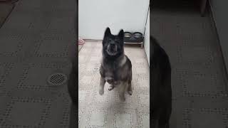 Así es mi perrito ansioso por comer¡Muerta de hambreamerican akita perrosdivertidos pets [upl. by Korns]