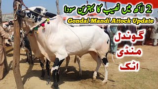 Naseeb K Sody Ho Rahy Hai  Gondal Mandi Attock Latest Update 22 May 2023  Bhatta Chowk Mandi [upl. by Orimlede]