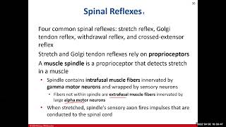 Chapter 14 The Spinal Cord Supplemental Video [upl. by Aimahs]