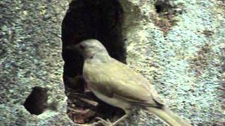 sabiá barranco Turdus leucomelas [upl. by Parthena]