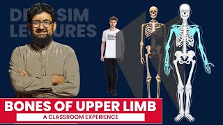 Bones of Upper Limb  Hindi  Urdu [upl. by Novy]