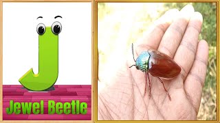 Insects amp Bugs ABC Song for Kids  Alphabet Letters  Phonics for Kids [upl. by Eoz833]