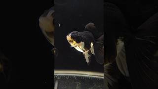 Panda🐼 Oranda Goldfish  Types of Goldfish  Amazing fish video  goldfish aquariumfish fishtank [upl. by Hayman311]