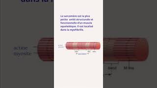 Sarcomère Localisation et Structure [upl. by Netsoj]