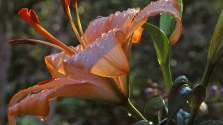 Pan Pipes  Flute Music of the Andes  Lluvia [upl. by Nirihs]