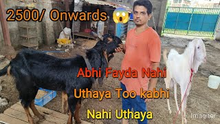 Dhamaka Offer For subscribers 💥  Qadri Goat Farm ke Shandar kota Bakra [upl. by Rubbico231]