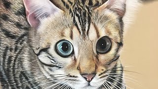 Progress of Athena the bengal cat [upl. by Ibrahim]