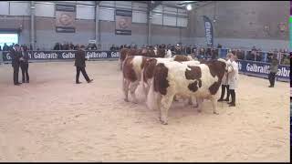 Simmental Judging at Stirling Bull Sales 22nd October ‘23 [upl. by Llenwahs]