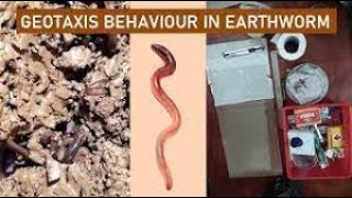 BScAnimal behaviour and chronobiologypracticalgeotaxis behaviour of earthworm [upl. by Lindo]