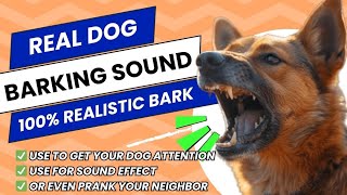 Real Dog Barking Sound  Beats and Sounds Official [upl. by Beffrey868]