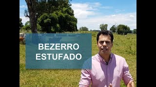 BEZERRO ESTUFADO  COMO EVITAR O TIMPANISMO BOVINO [upl. by Mairym]