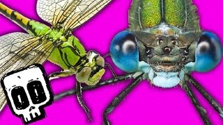 Dragonfly vs Damselfly  Deadliest Showdowns Ep 4  BBC Earth Explore [upl. by Ekralc476]