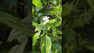 Barleria cristata var var albida [upl. by Losiram]