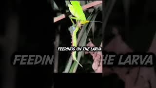 Carnivorous Cricket Consumes a Caterpillar 🐛 [upl. by Analra6]