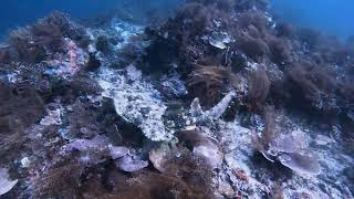 Wobbegong Indonesia Raja Ampat Nov 2023 [upl. by Valaree]