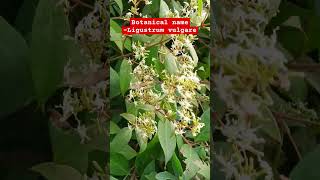 Wild privet plant Botanical name  Ligustrum vulgare  Family Oleaceae [upl. by Knowles971]