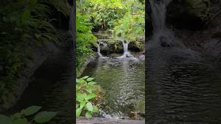 Small Waterfalls at Rainbow Springs florida nature water relaxing travel shorts [upl. by Sabra]