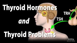 Thyroid Gland Hormones and Thyroid Problems Animation [upl. by Nimesay]